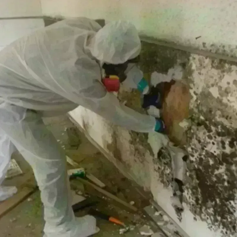 Mold Remediation and Removal in New Miami, OH